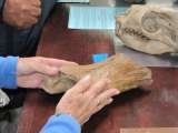        What is a fossil?  You will be able to see and touch a 5 million year old fossil in our laboratory,  accompanied by your guide.                        , West Coast Fossil Park, Langebaanweg