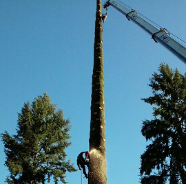  Profile Photos of Dead Or Alive Tree Service 912 Lilly Rd Ne - Photo 1 of 2