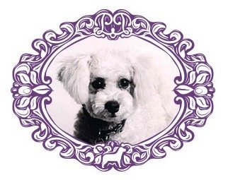  Profile Photos of Precious Pets London Precious Pets Ltd, 26 York Street - Photo 11 of 12