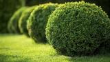 Genesis Landscaping Service Inc., Hutto