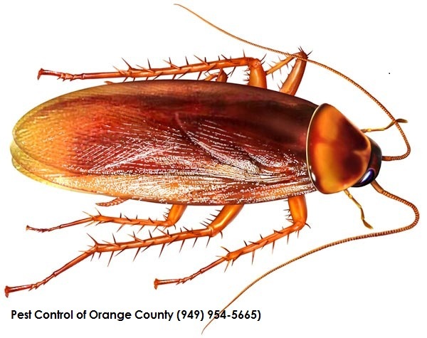  Profile Photos of Pest Control of Orange County 31872 Joshua Dr. 33A - Photo 1 of 1