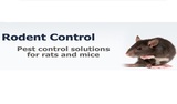 Pest Control & Exterminator of Orange County, Brea