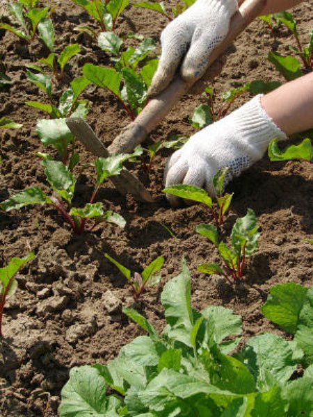 woman hands hoeing the vegetable bed at the kitchen garden Profile Photos of Gardeners Barnet 228A High Sreet - Photo 1 of 2 woman hands hoeing the vegetable bed at the kitchen garden Profile Photos of Gardeners Barnet 228A High Sreet - Photo 1 of 2
