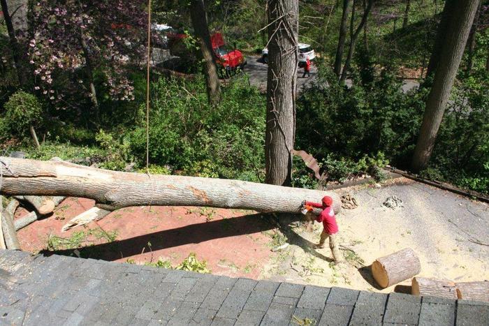  UNLIMBITED TREE SERVICE, INC. of Tree Service Annapolis P.O. Box 215, Glen Burnie, MD 21060-0215 - Photo 1 of 14