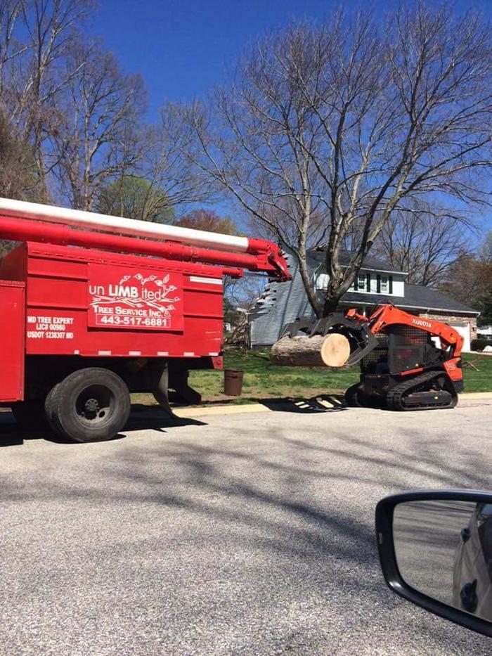  UNLIMBITED TREE SERVICE, INC. of Tree Service Annapolis P.O. Box 215, Glen Burnie, MD 21060-0215 - Photo 9 of 14