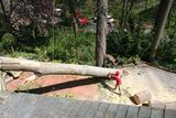  Tree Service Annapolis P.O. Box 215, Glen Burnie, MD 21060-0215 