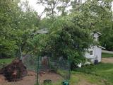 Tree Service Annapolis P.O. Box 215, Glen Burnie, MD 21060-0215 