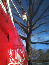 Tree Service Annapolis, Glen Burnie
