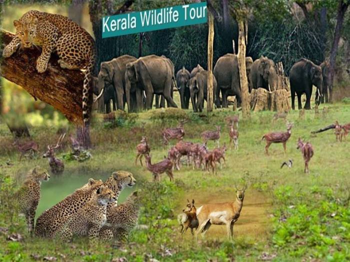  Profile Photos of Kerala Travel Packages India M 161/1B 4th Floor Gautam Nagar 49, New Delhi - 110049, India - Photo 1 of 1