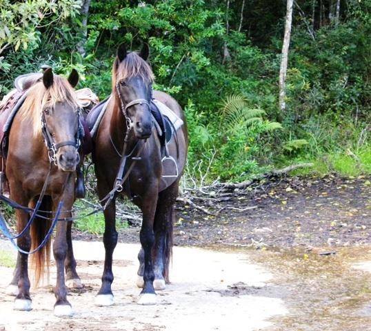  Pricelists of Garden Route Horse Trails 7 Passes rd Beervlei - Photo 6 of 10