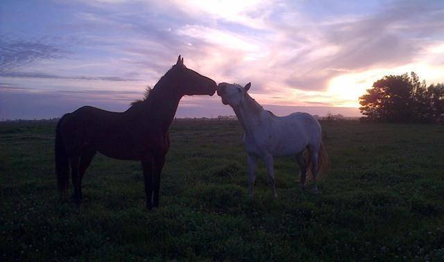  Pricelists of Garden Route Horse Trails 7 Passes rd Beervlei - Photo 7 of 10
