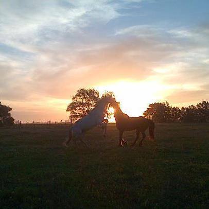  Pricelists of Garden Route Horse Trails 7 Passes rd Beervlei - Photo 9 of 10