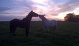 Menus & Prices, Garden Route Horse Trails, Wilderness