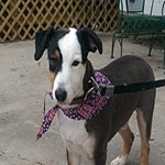  Profile Photos of Beyond Grooming 1254 W Hopkins Street - Photo 1 of 1