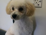Beyond Grooming, San Marcos