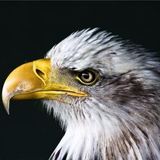  Law4Vets, LLC 169 Belhaven Falls Dr 