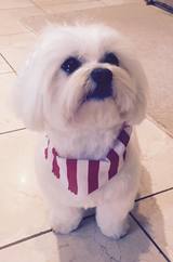 Pawfect Style Dog Grooming, Harmondsworth