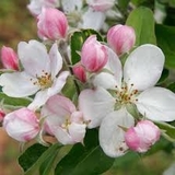 Apple Blossom Dentistry, Winchester