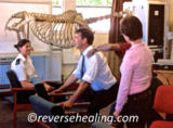 Physio Workshop - Injury Prevention, Reverse Healing, West Molesey