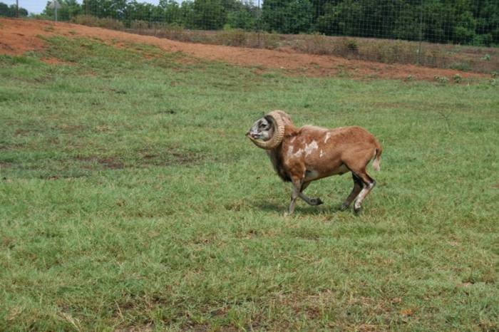 Texas Sheep Hunting Profile Photos of Stray Bullet Hunting Ranch 11258 State Hwy 21 West - Photo 4 of 4