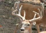 Whitetail Hunts in Texas, Stray Bullet Hunting Ranch, Caldwell