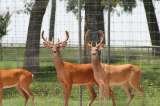 Deer Hunting Ranch Texas, Stray Bullet Hunting Ranch, Caldwell