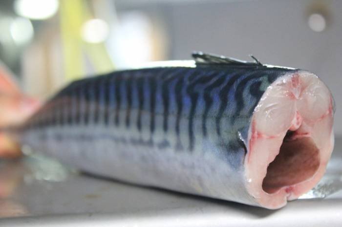 Atlantic Mackerel HG Profile Photos of CTLE Seafood, Inc. Gibbs Rd - Photo 1 of 5