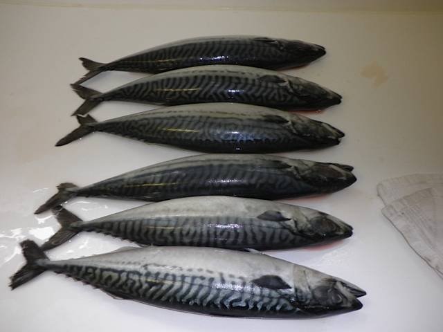 Atlantic Mackerel WR Profile Photos of CTLE Seafood, Inc. Gibbs Rd - Photo 2 of 5