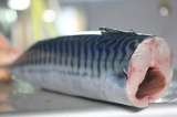 Atlantic Mackerel HG CTLE Seafood, Inc. Gibbs Rd 