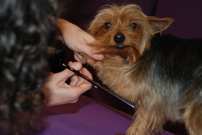 Profile Photos of Muddy Little Paws - Professional Qualified Groomer 39 Valley Rise - Photo 1 of 1