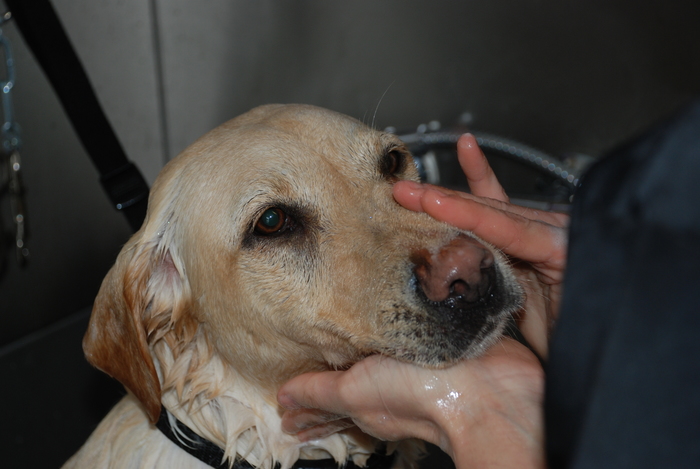  New Album of Muddy Little Paws - Professional Qualified Groomer 39 Valley Rise - Photo 1 of 17
