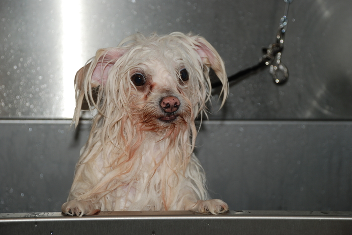  New Album of Muddy Little Paws - Professional Qualified Groomer 39 Valley Rise - Photo 14 of 17