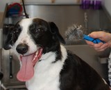  Muddy Little Paws - Professional Qualified Groomer 39 Valley Rise 