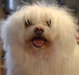  Muddy Little Paws - Professional Qualified Groomer 39 Valley Rise 