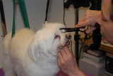  Muddy Little Paws - Professional Qualified Groomer 39 Valley Rise 