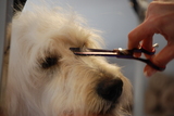  Muddy Little Paws - Professional Qualified Groomer 39 Valley Rise 