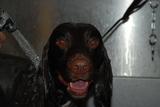  Muddy Little Paws - Professional Qualified Groomer 39 Valley Rise 