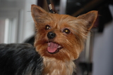  Muddy Little Paws - Professional Qualified Groomer 39 Valley Rise 