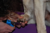  Muddy Little Paws - Professional Qualified Groomer 39 Valley Rise 