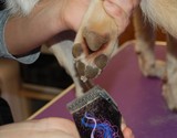  Muddy Little Paws - Professional Qualified Groomer 39 Valley Rise 