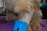  Muddy Little Paws - Professional Qualified Groomer 39 Valley Rise 