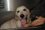  Muddy Little Paws - Professional Qualified Groomer 39 Valley Rise 
