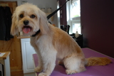  Muddy Little Paws - Professional Qualified Groomer 39 Valley Rise 
