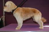Muddy Little Paws - Professional Qualified Groomer, Watford