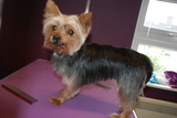Muddy Little Paws - Professional Qualified Groomer, Watford