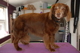 Muddy Little Paws - Professional Qualified Groomer, Watford