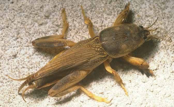 Mole cricket Profile Photos of Wild on Gardens Northwold - Photo 3 of 6