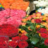 Circle of Life Plant Rental / Gardenias Event Floral, Hilton Head Island