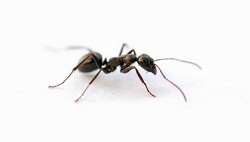  Profile Photos of Pest Control Escondido 306-N West El Norte Pkwy. #338A - Photo 1 of 4