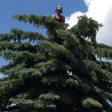 I Cut Trees, Medicine Hat